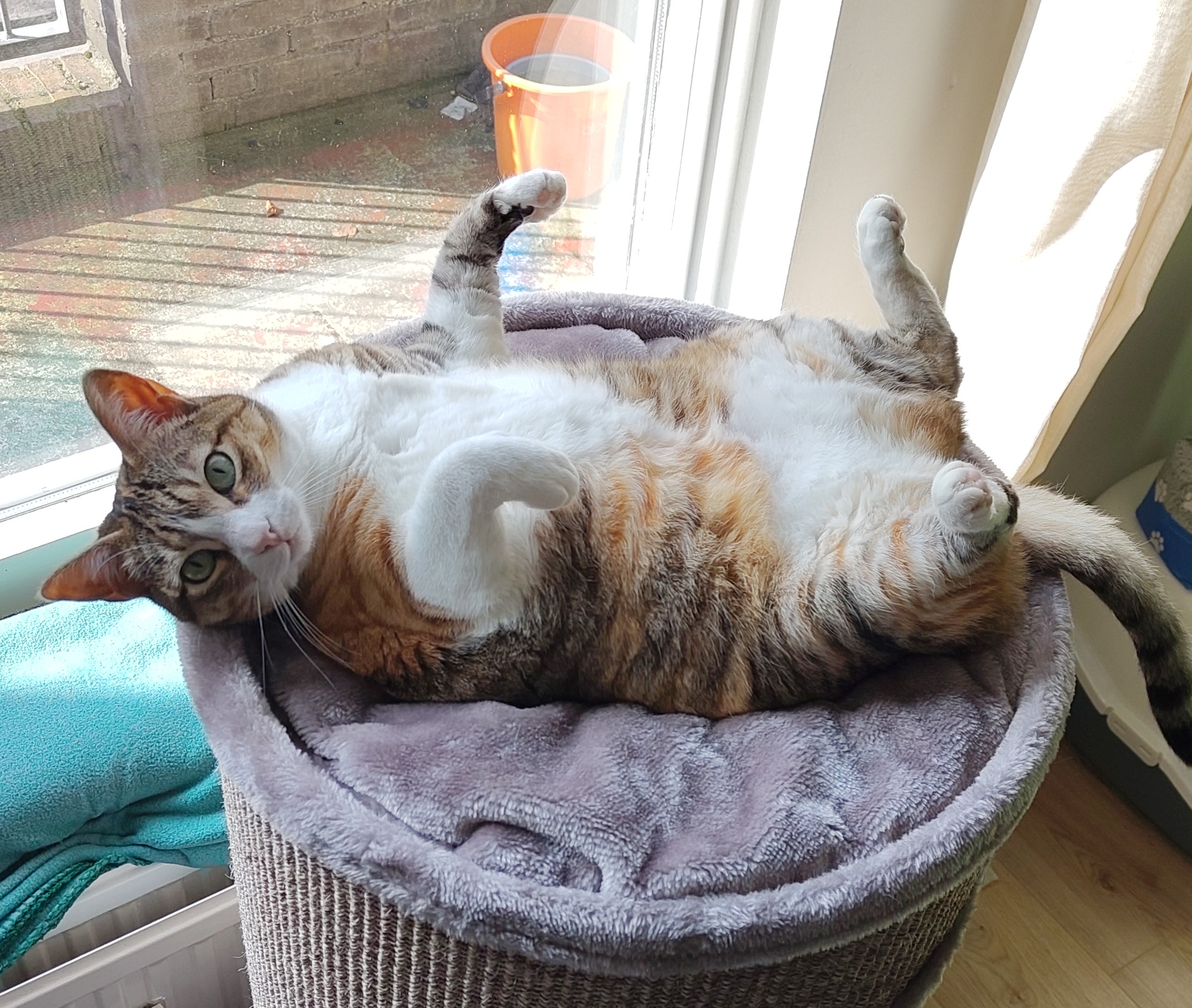 Casey the cat, laying on her back basking in the sun